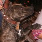 ESTE ES TYSON